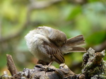 FZ020162 House sparrow (Passer domesticus) grooming.jpg